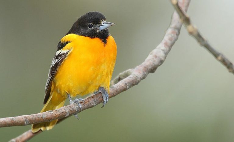 Baltimore Oriole (Icterus galbula) – RRP Field Guide