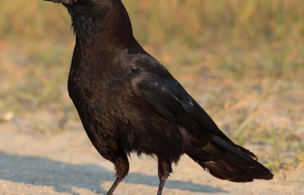 American Crow (Corvus brachyrhynchos)