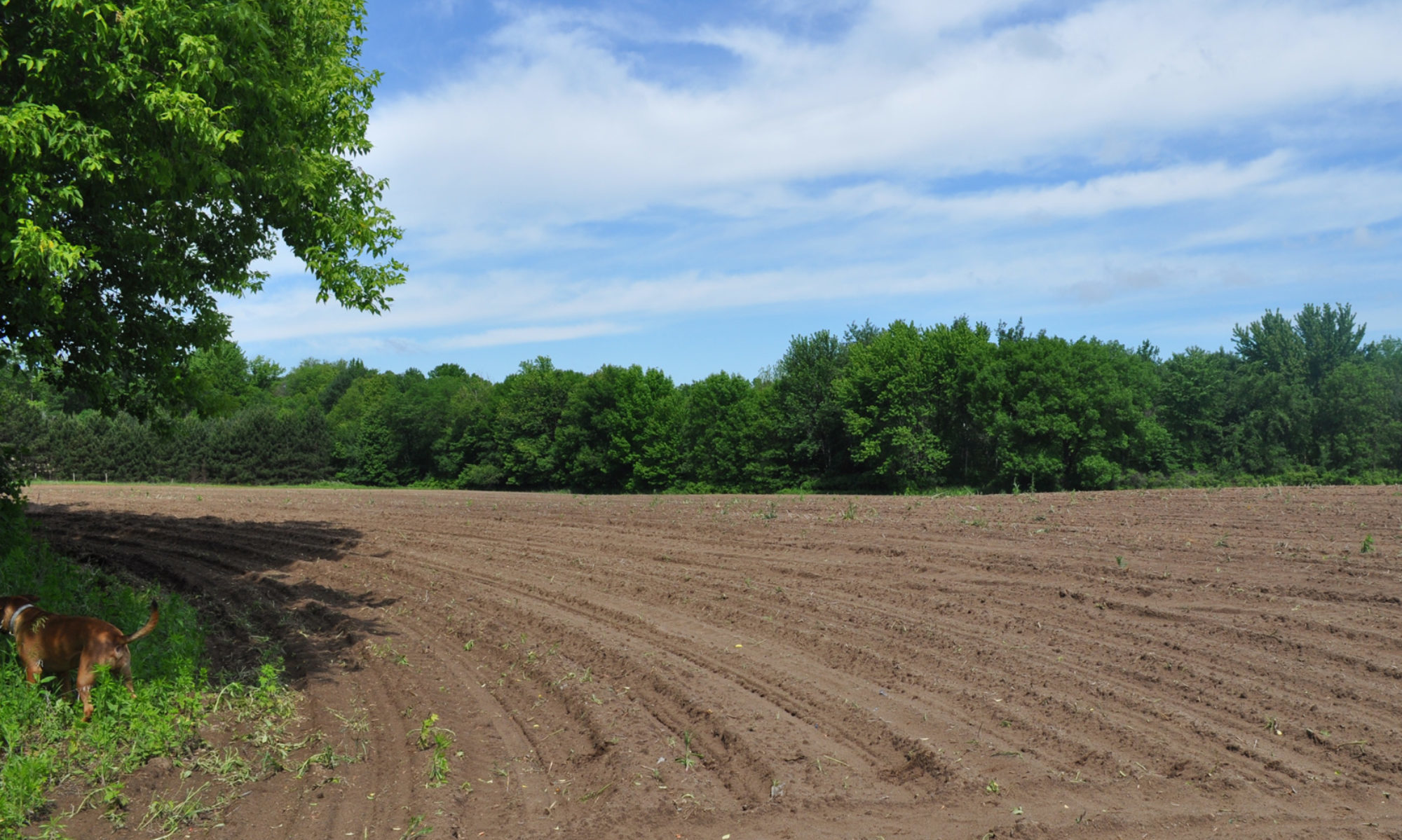 Backing fields