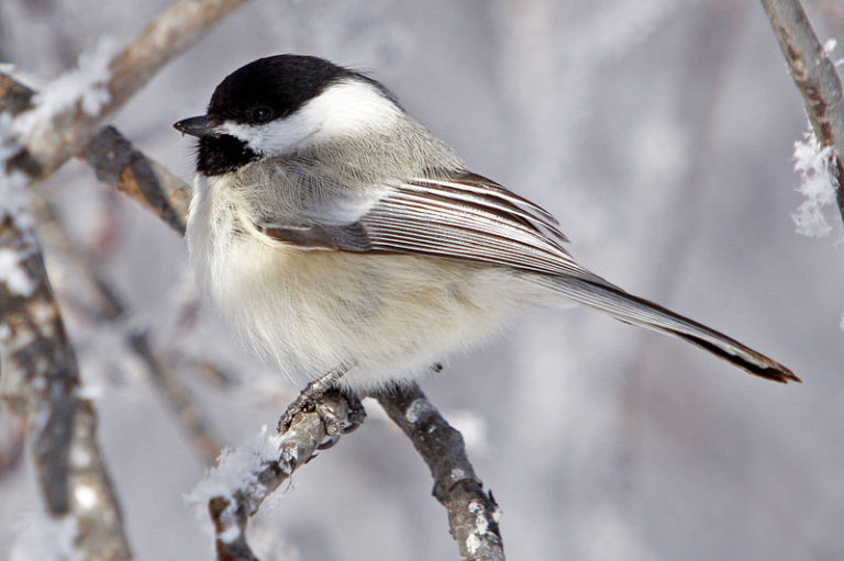 Black-capped Chickadee (Poecile atricapillus) – RRP Field Guide