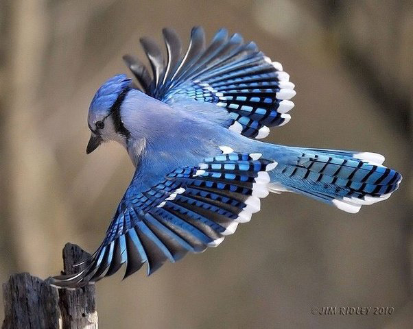 BLUE JAY in flight (Cyanocitta cristata) ©Jim