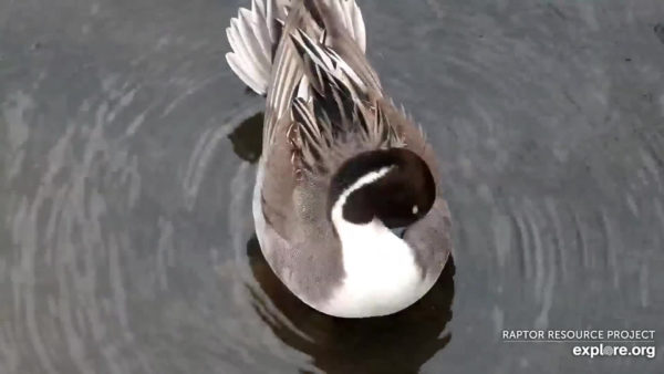 Male Northern Pintail