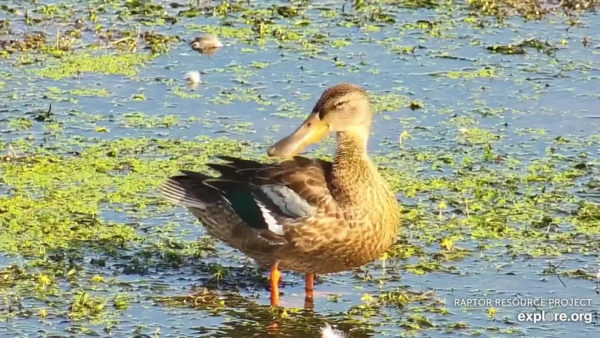 Female Northern Shoveler