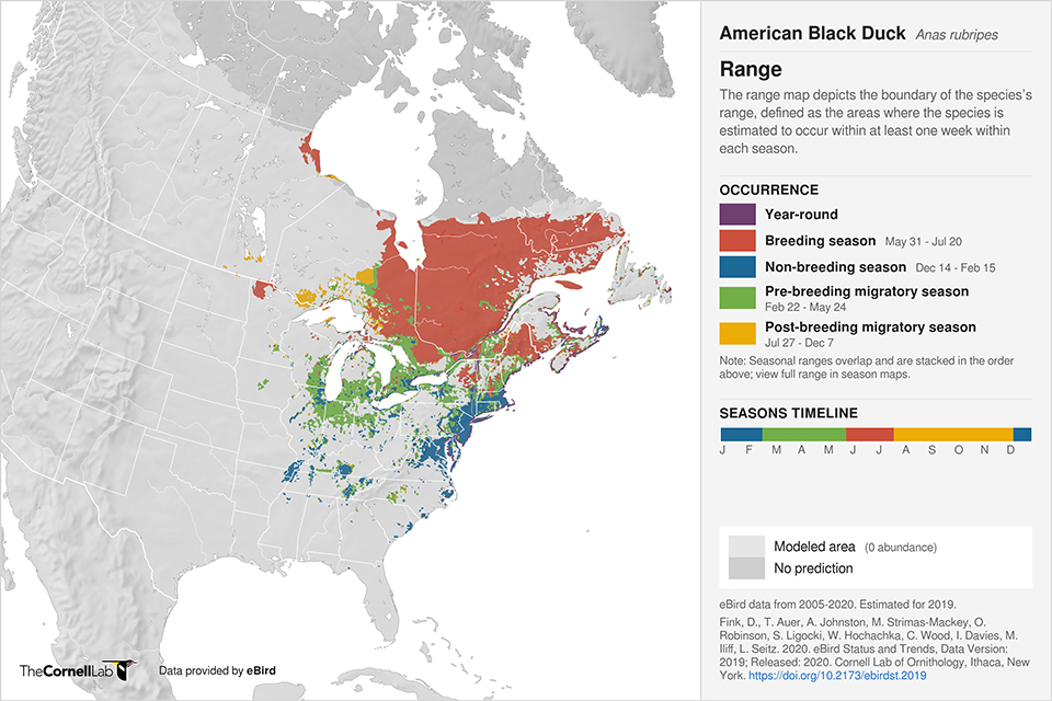 Maps Duck American Black 